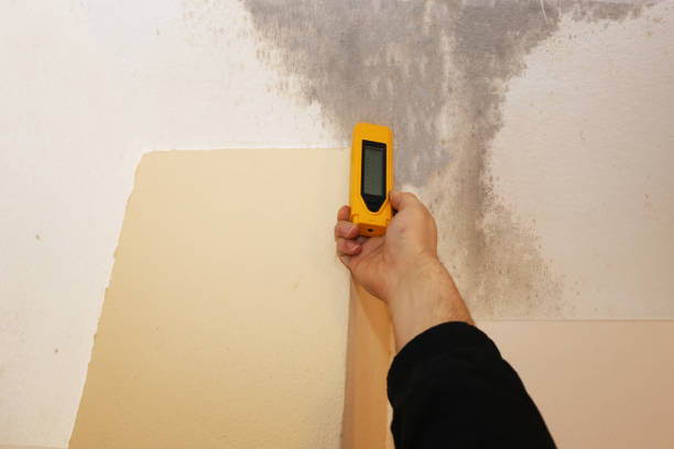 Best Environmental Consulting for Mold Prevention  in Chattahoochee, FL
