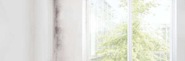 Best Mold Documentation for Insurance Claims  in Chattahoochee, FL